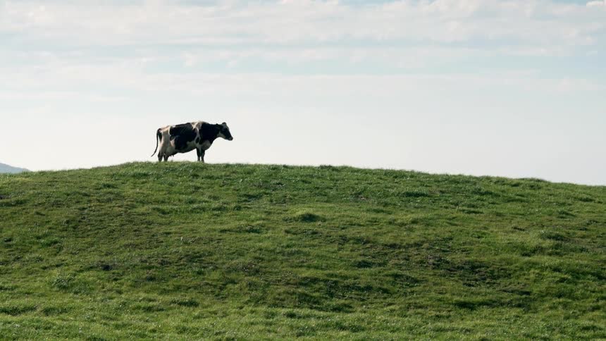 A cow standing on a hill