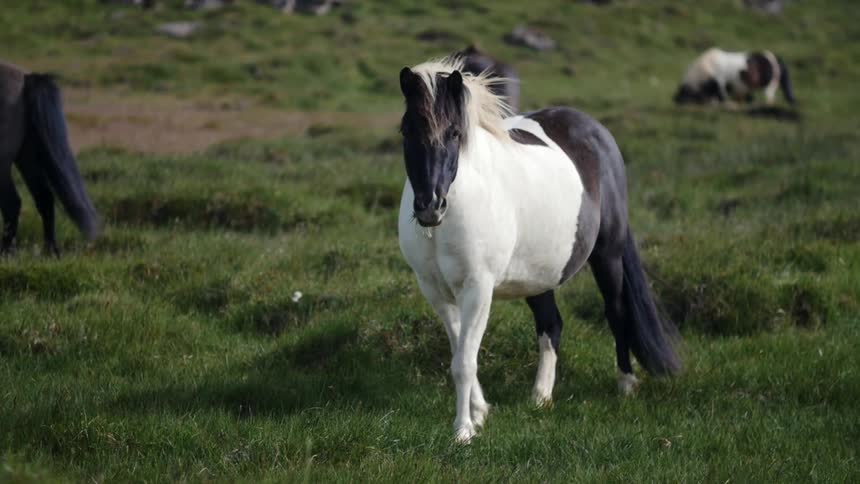 Horses are grazing on a green field