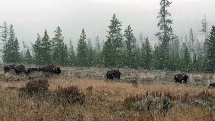 Snow falls around buffalo in the wilderness