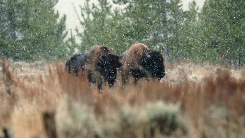 Snow is slowly falling over two buffalo standing on a field