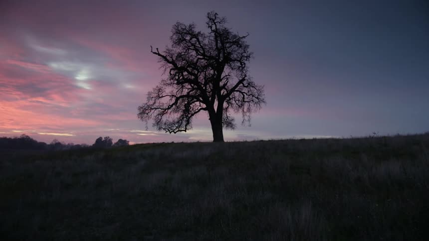 Moving toward a lone tree silhouetted against a purple dusk or dawn sky