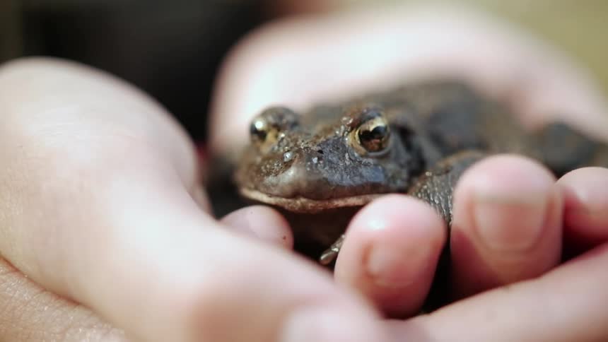 A person holds a toad in their hands