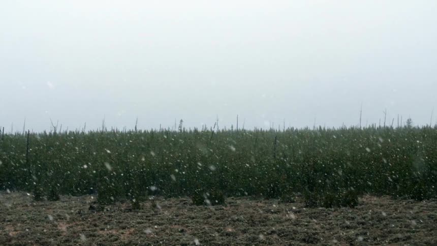 Snow is slowly falling over a field on a cloudy day
