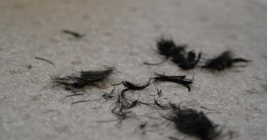 Clumps of hair drop to the floor during a hair cut