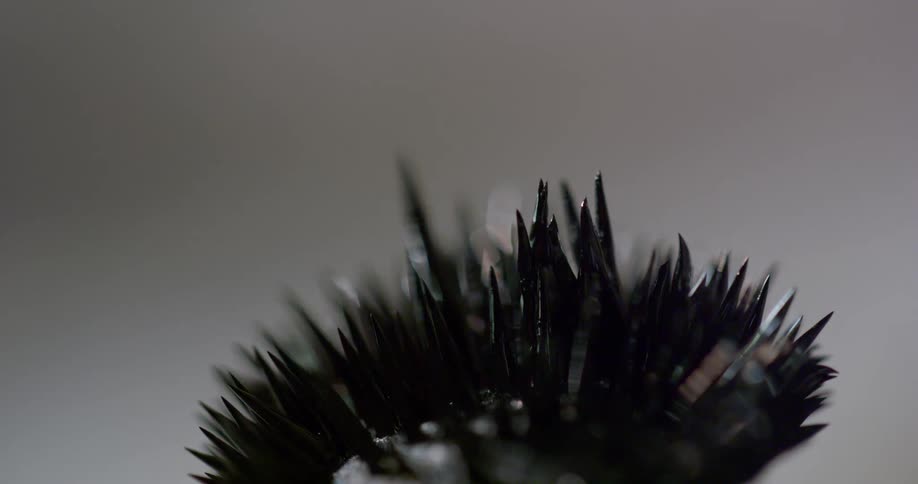 A small object is covered with black thorns