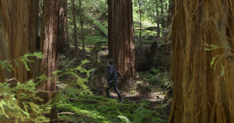 Man walks in the forest