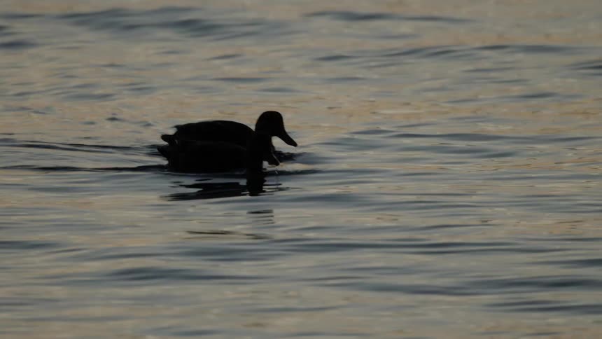 Two ducks float on the surface of the lake