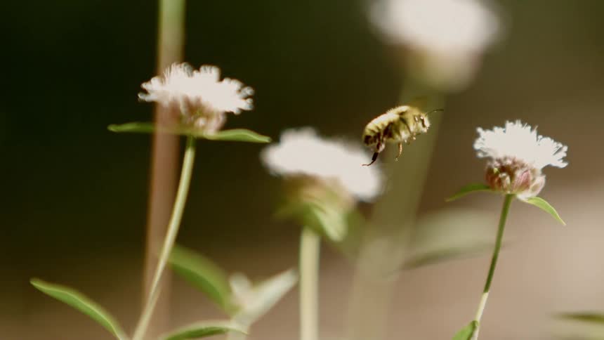 A bumblebee flies off one flower and lands on another