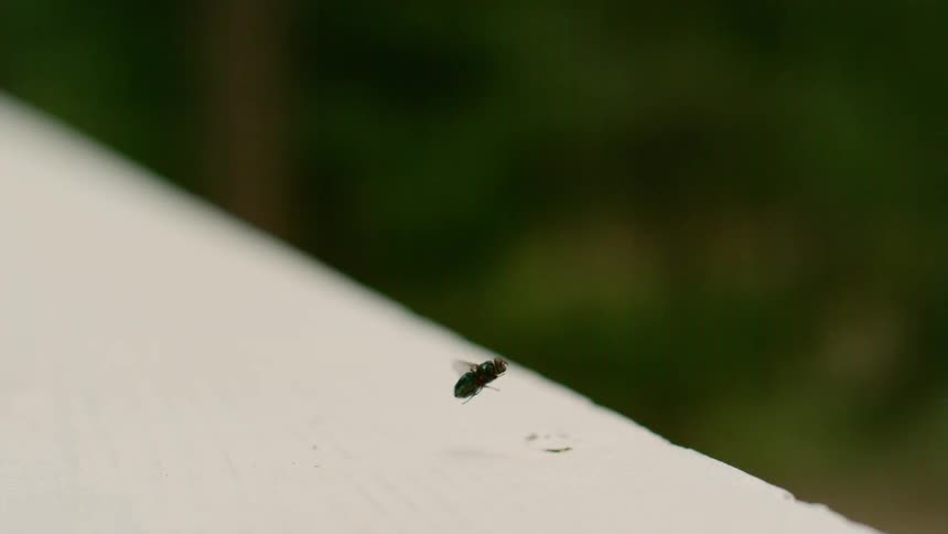 A fly takes off from a wood banister outdoors