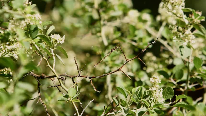 Winged insect sits on a branch then begins to fly away