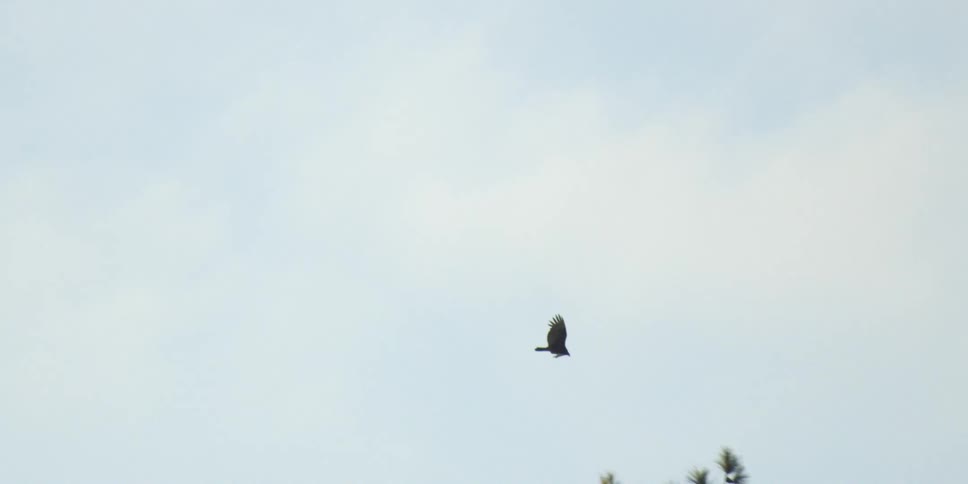 The bird flies in the sky over the trees