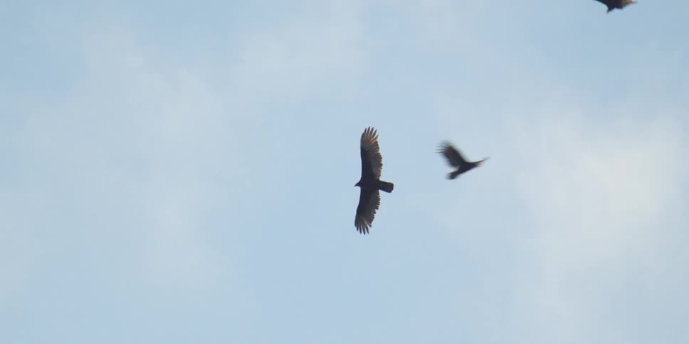 Several large birds fly though the sky