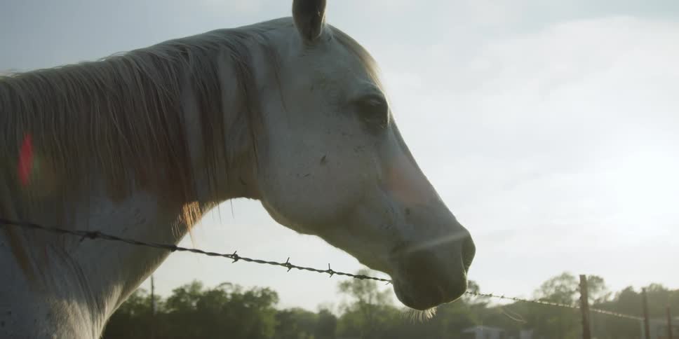 Side profile of white horse near barb wire fence in the country