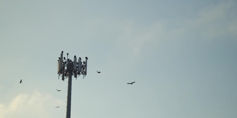 Birds flying and landing on a post