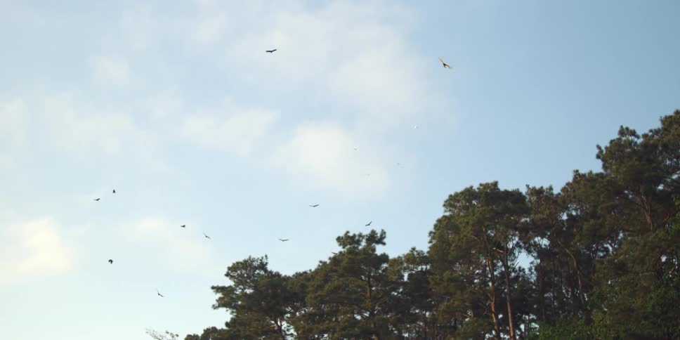 Birds flying with the sky up above