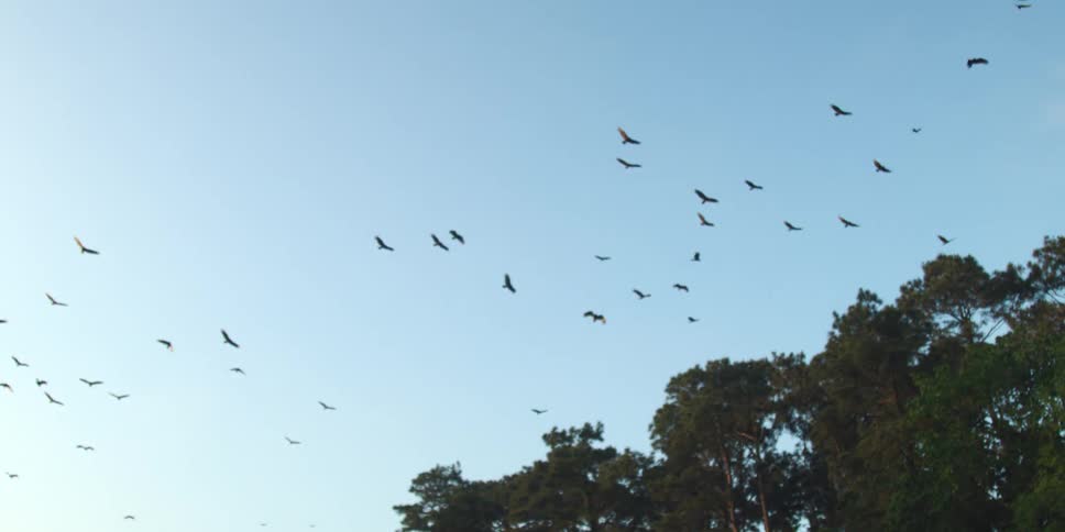 Several birds are flying near some trees