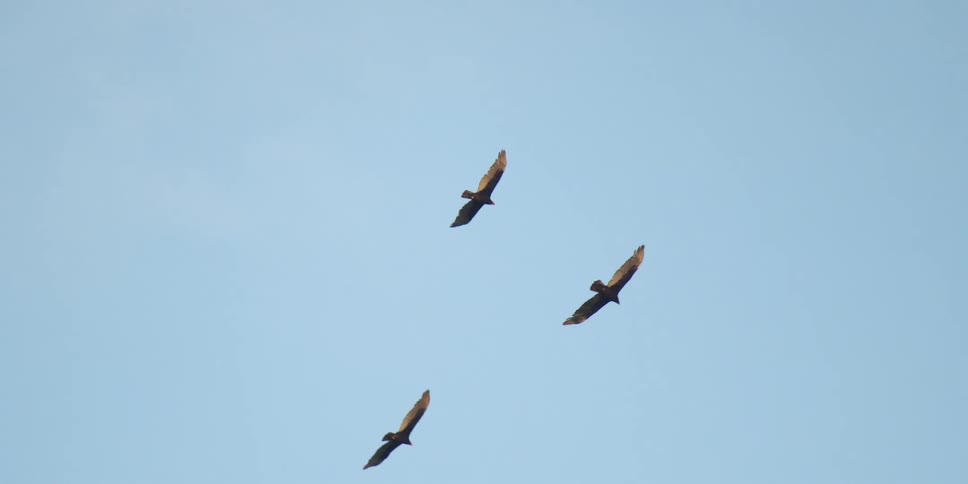 The birds fly in the sky