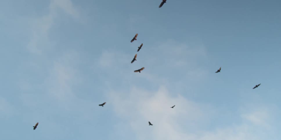 Birds soaring with the sky up above