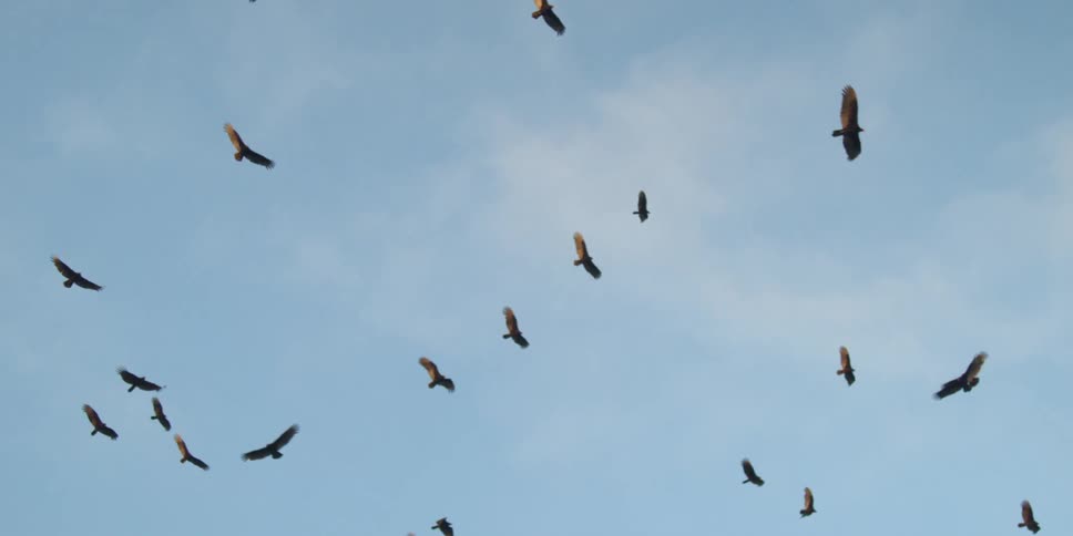A flock of large birds fly through the air