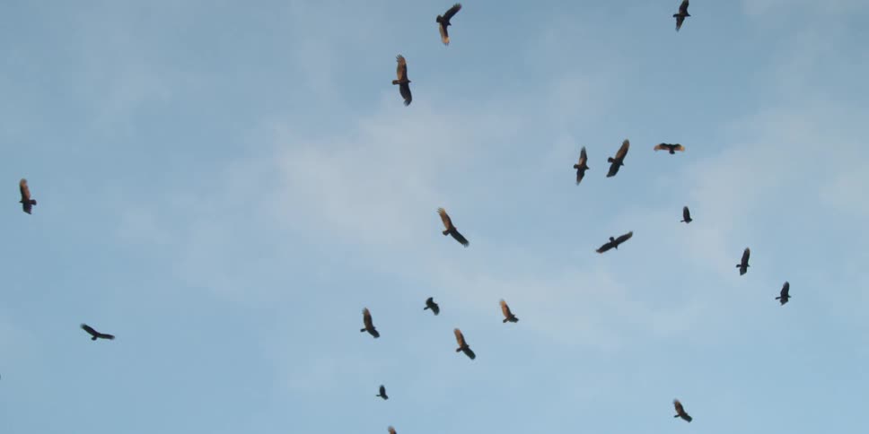 Birds flying with the sky and clouds up above