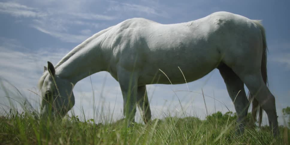 A white horse grazes on some grass