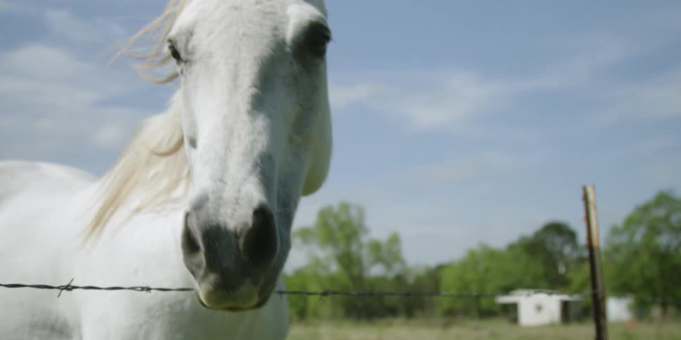Close up of a curious white horse out in the country