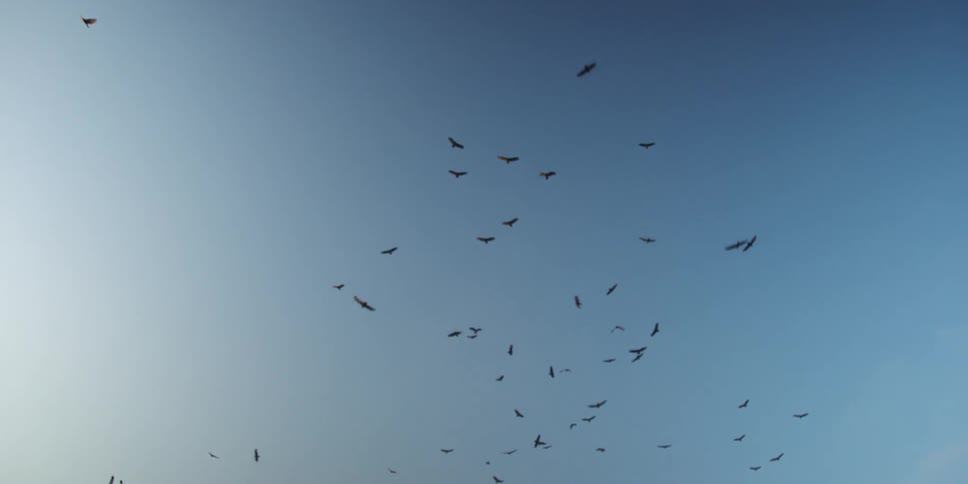 Birds flying in the sky