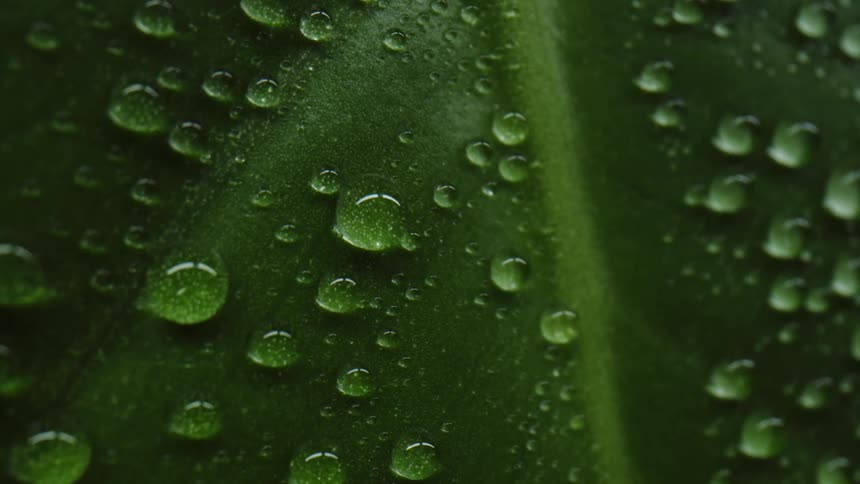 Water drips onto a green leaf leaving water drops