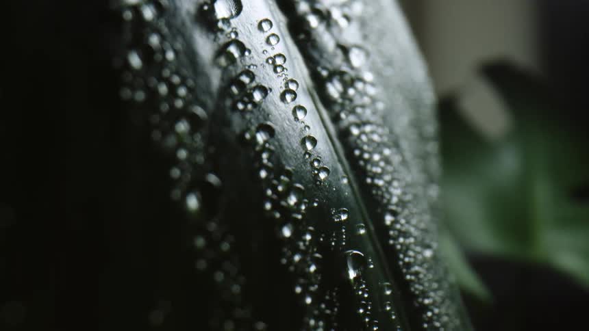 Drops of water sit on a large leaf of a potted plant that sits outside with other plants