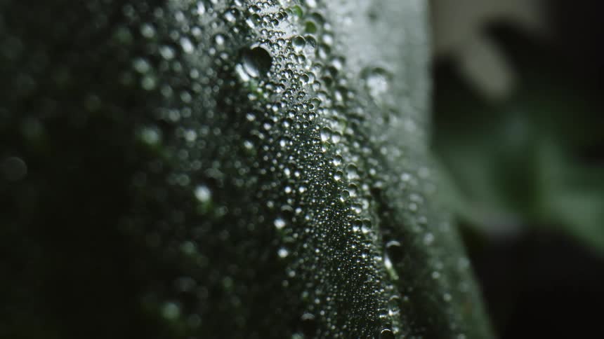 Water droplets on a green leaf