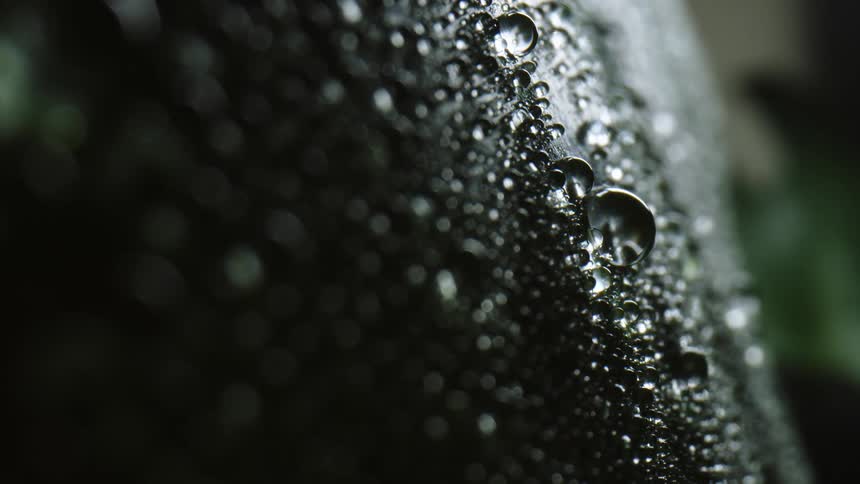 Water droplets rest on the green leaf