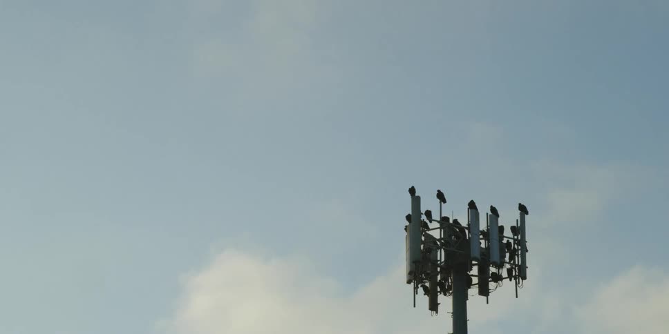 Birds sit on top of a technology tower under a blue sky