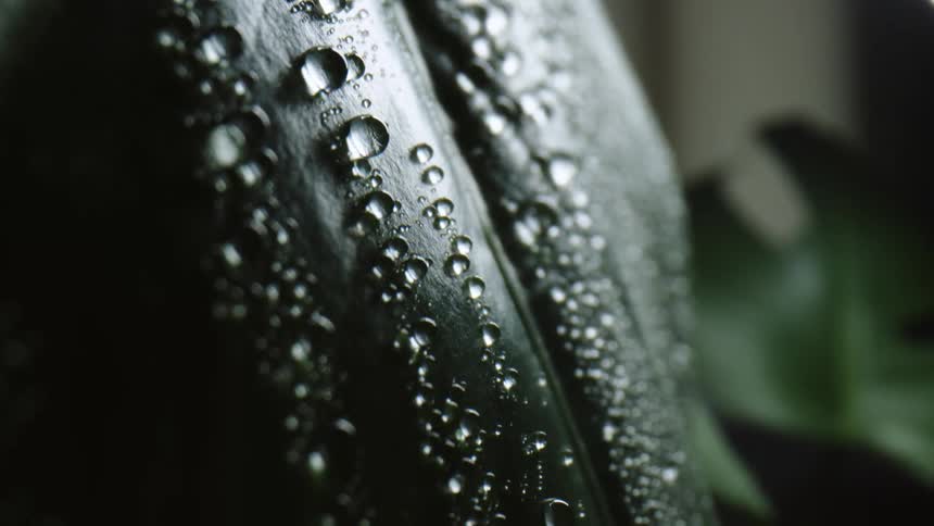 The green leaf is covered with water