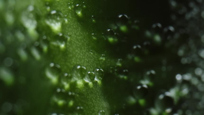 Water drops sit on the green leaf