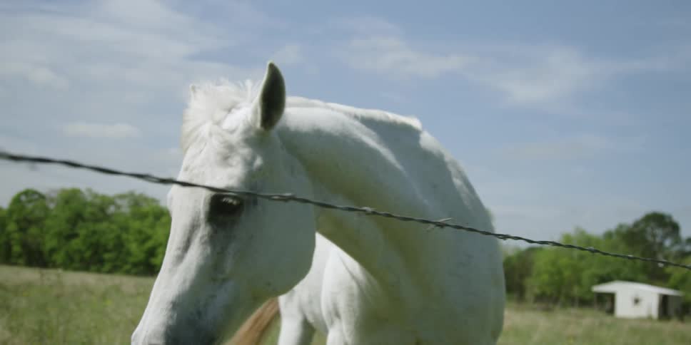 A white horse near a fence on a grassy field
