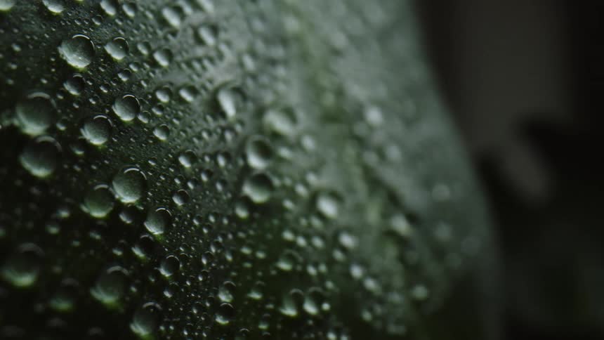Extreme close up of water drops on the surface of a green leaf