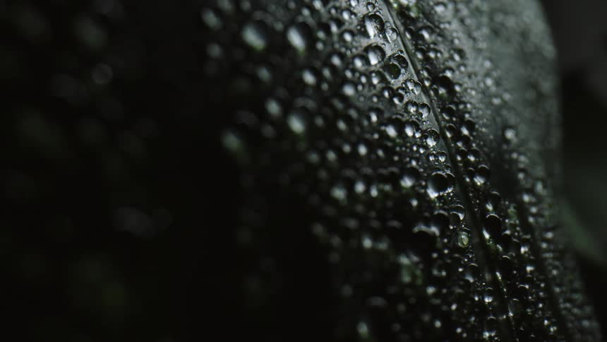Drops of condensation form on a large green leaf