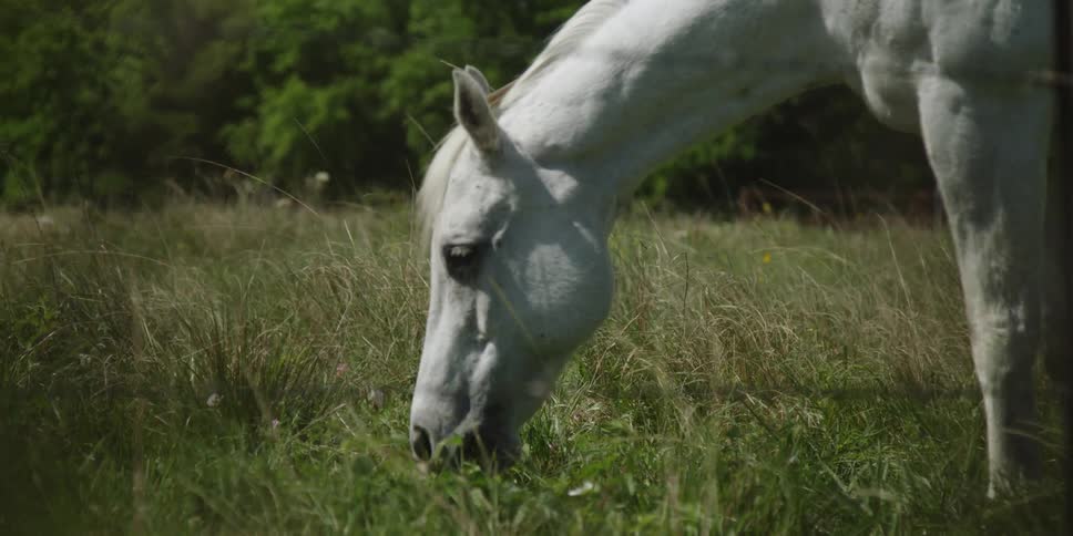 A horse is eating grass outdoors