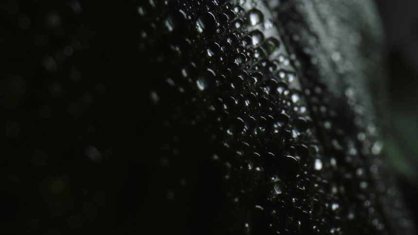 Close up view of water droplets on a green leaf