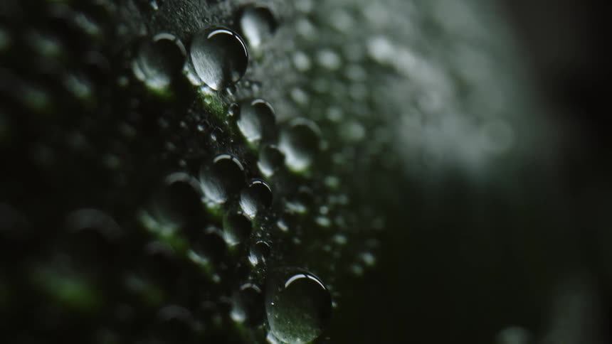 Drops of dew on a plant