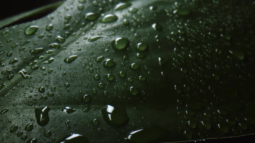 Water droplets on a green leaf