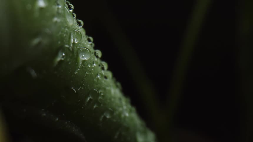 A closeup view of a plant covered in water is displayed