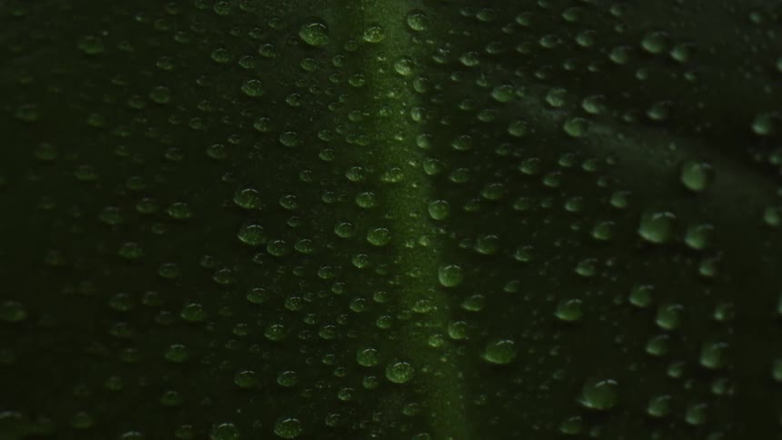 Beads of water sit on a green surface