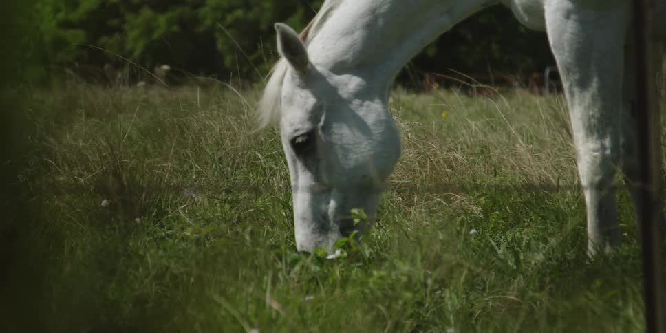 A white horse next to a fence in a grassy field eating grass