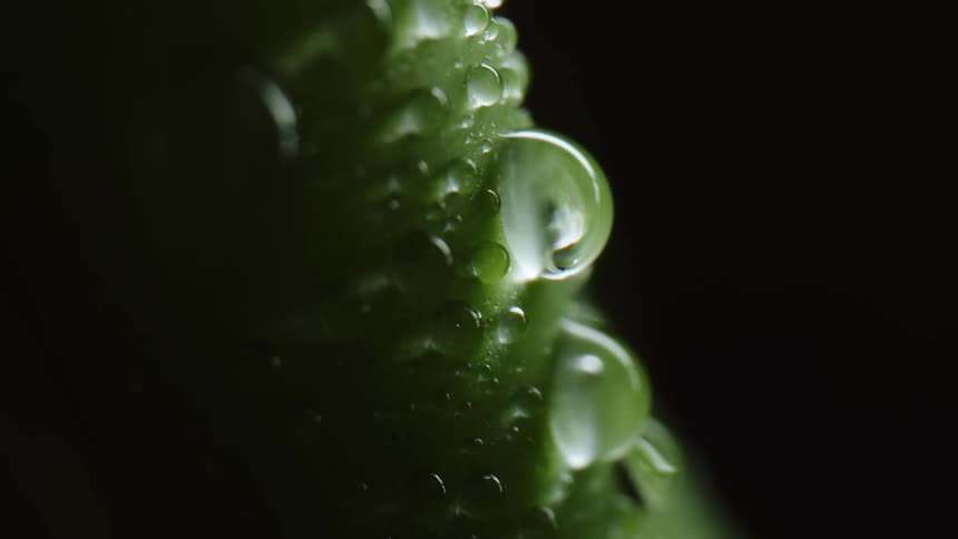 Water droplets sit on the green leaf
