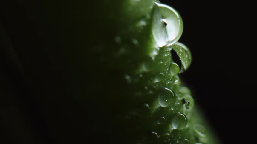 Water beads on a plant with a black background