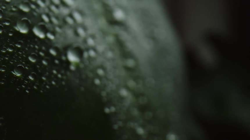 Moisture collects in drops on a green vegetable