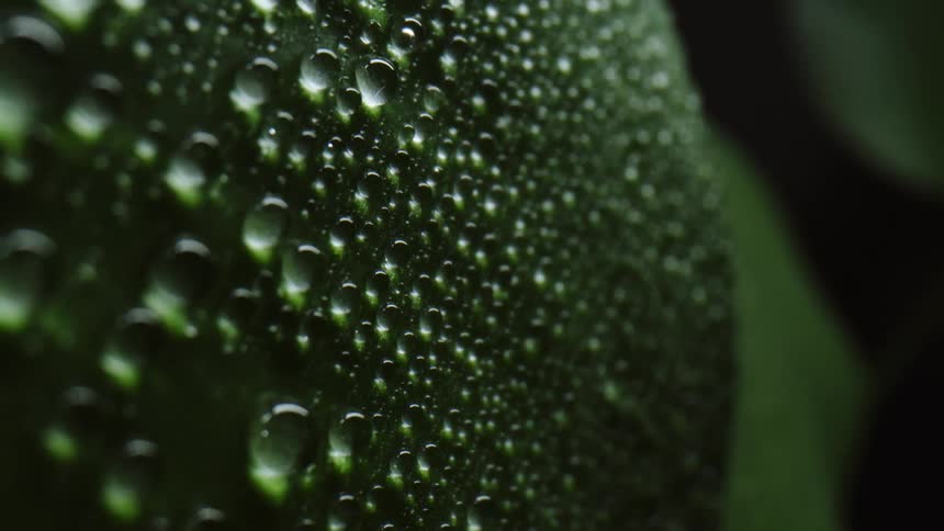 Droplets of dew on a leaf
