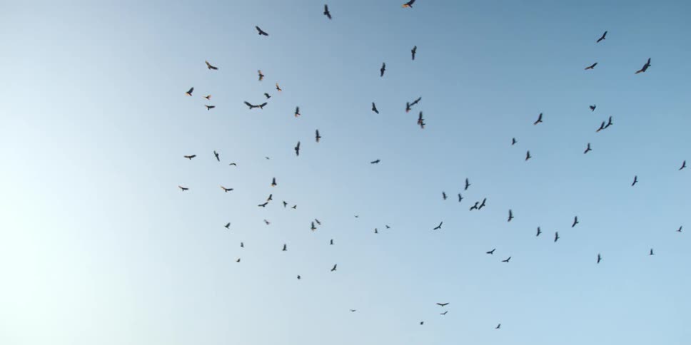 A flock of birds fly in the air