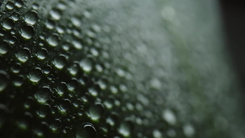 Beads of water sit on the surface of a green object